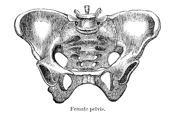 Eine anatomische Zeichnung eines weiblichen Beckens.